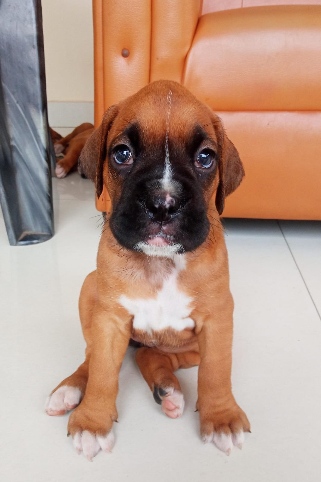 Purchase KCI Registered Boxer Puppy from Kolkata